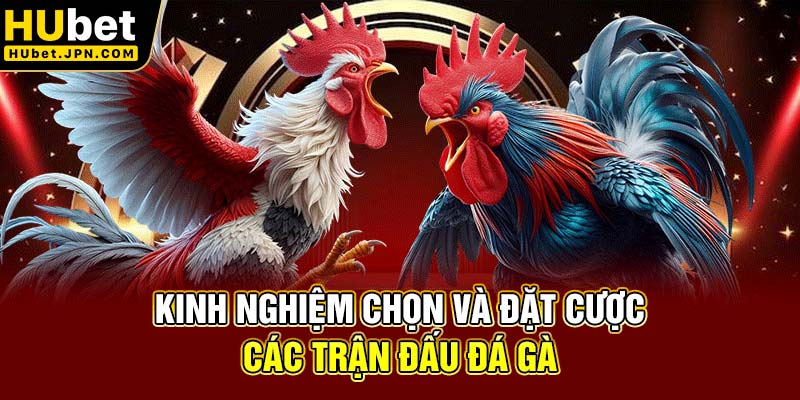 Kinh nghiệm chọn và đá gà trực tiếp hiệu quả